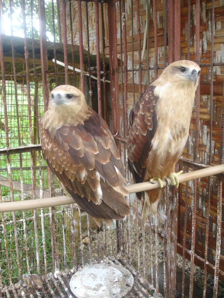 Eagles, Coal Mountain Resort, Argao, Cebu