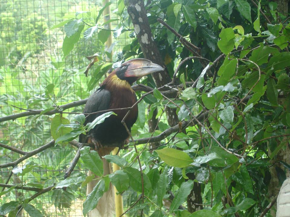 Toucan Bird, Coal Mountain Resort, Argao, Cebu