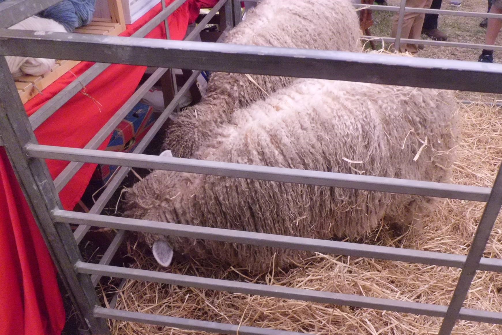 Lamb, England, UK
