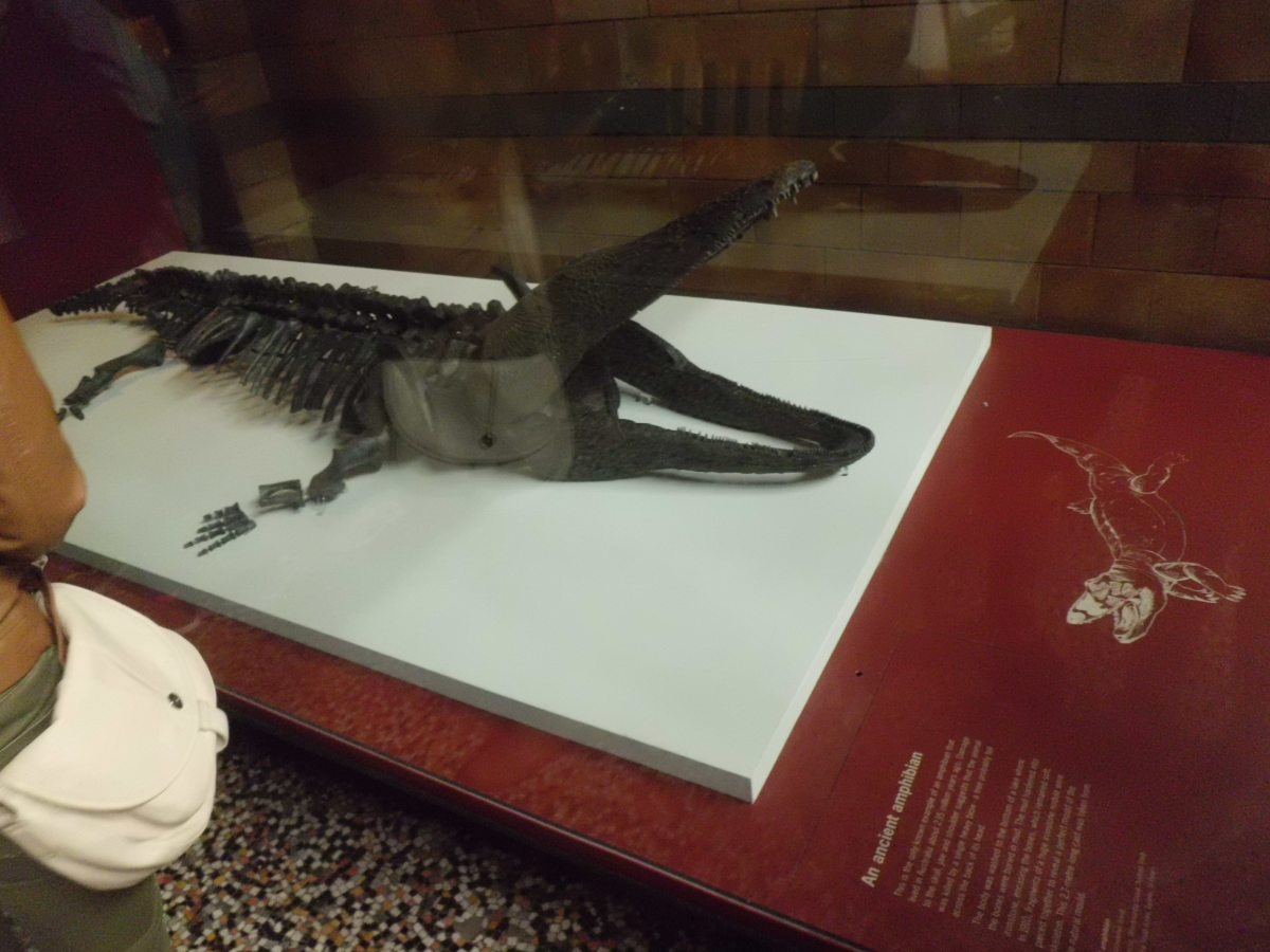 Fossils of an Ancient amphibian, National History Museum London