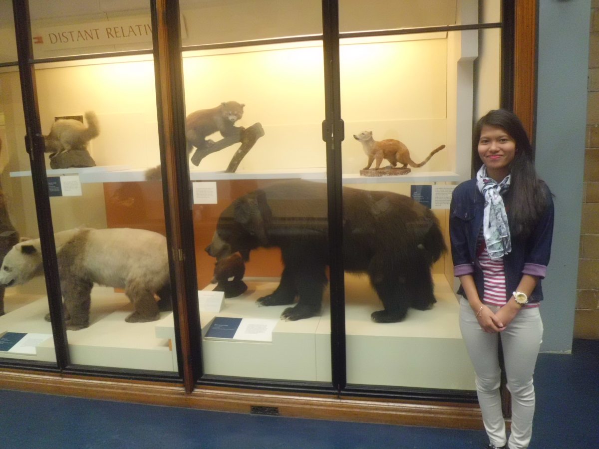 Black Bear, National History Museum London