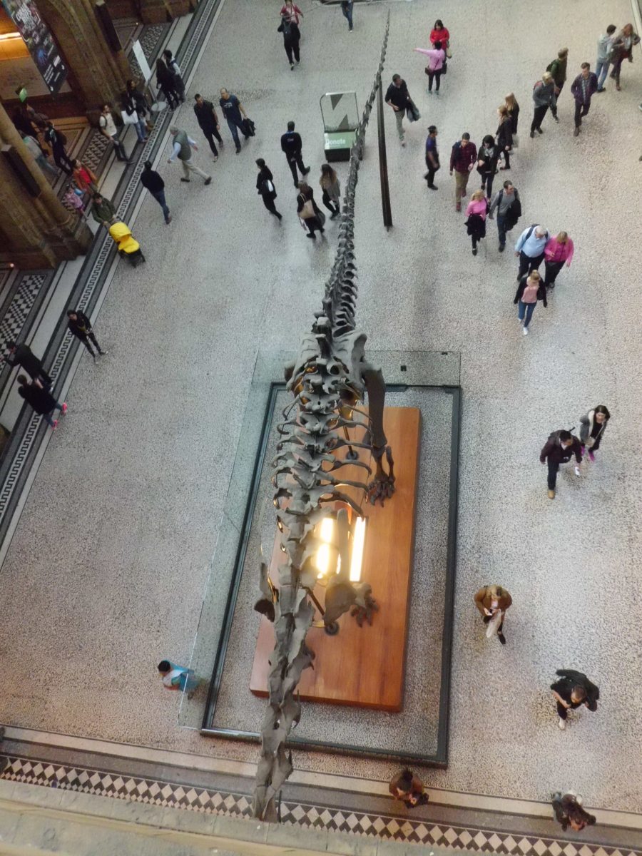 Diplodocus, was a plant eater dinosaur and the longest land animal