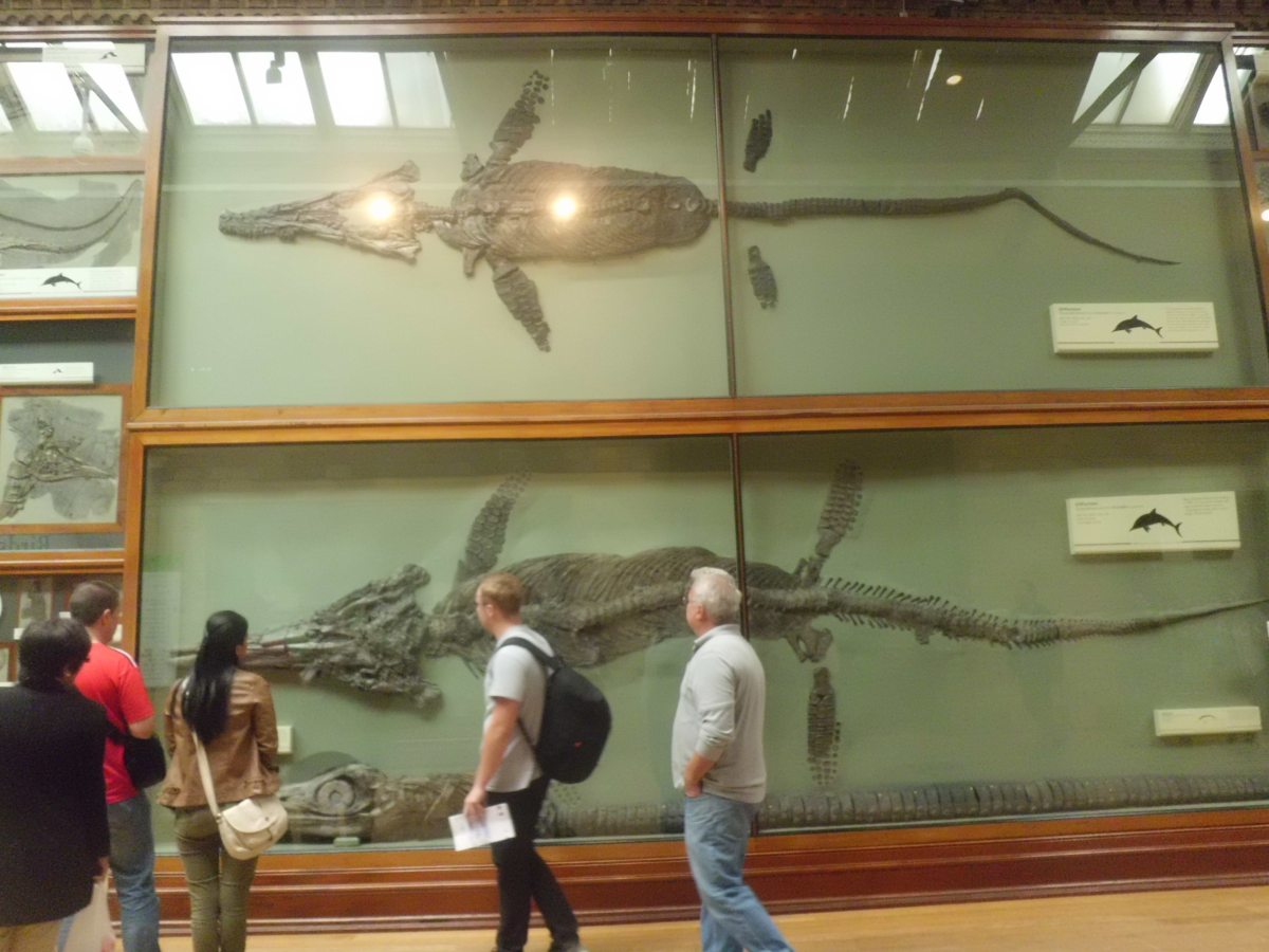 Fossils of a Dolphin, National History Museum London