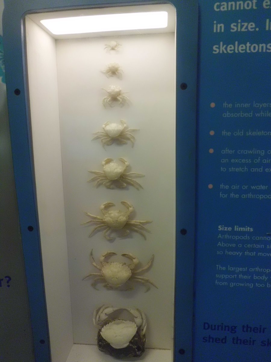 Life cycle of a Crab, National History Museum London