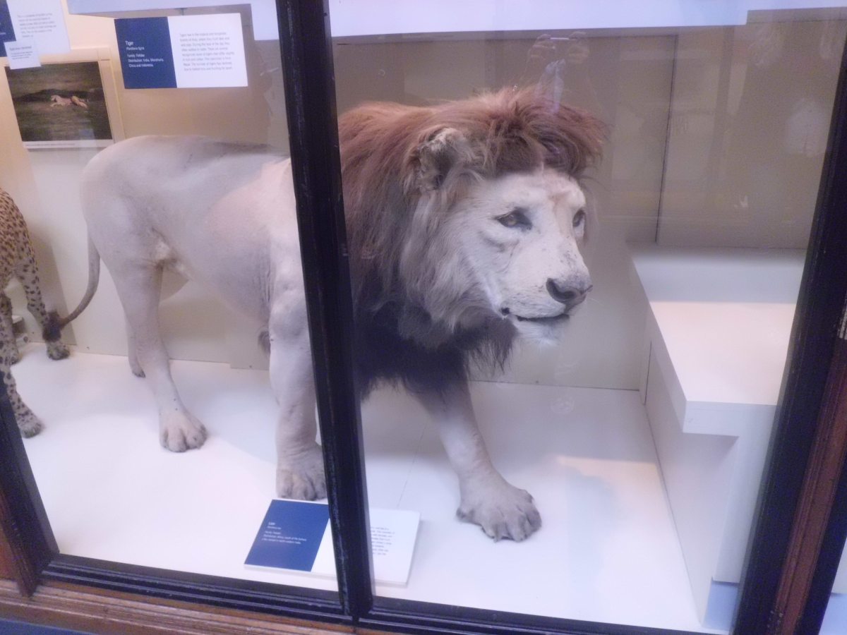 Lion, the King of the Jungle, National History Museum London