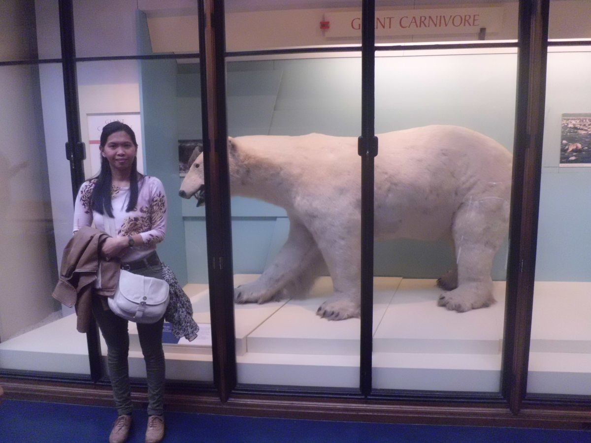 Polar Bear, National History Museum London
