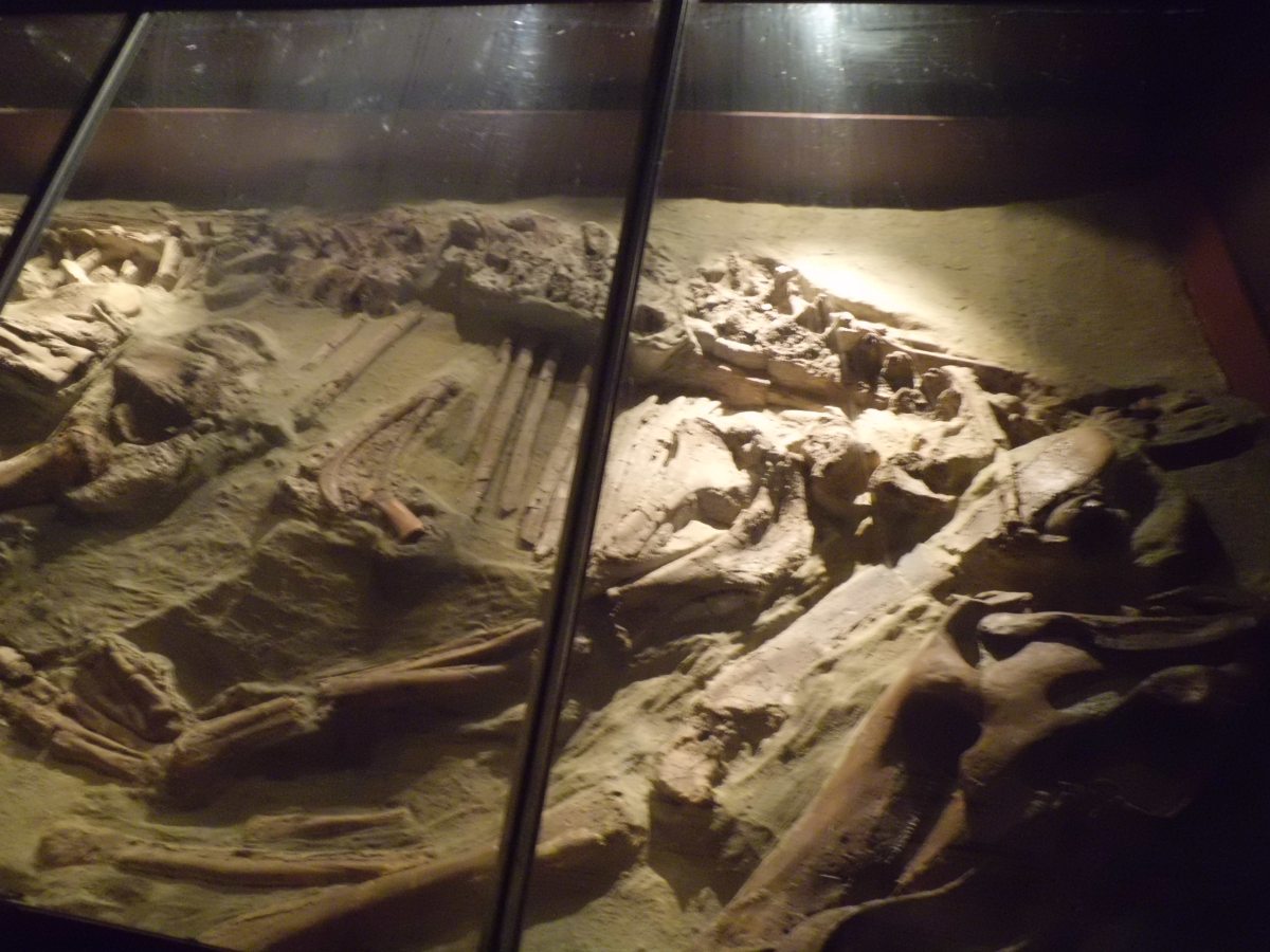 Real Fossils of a Dinosaur, National History Museum