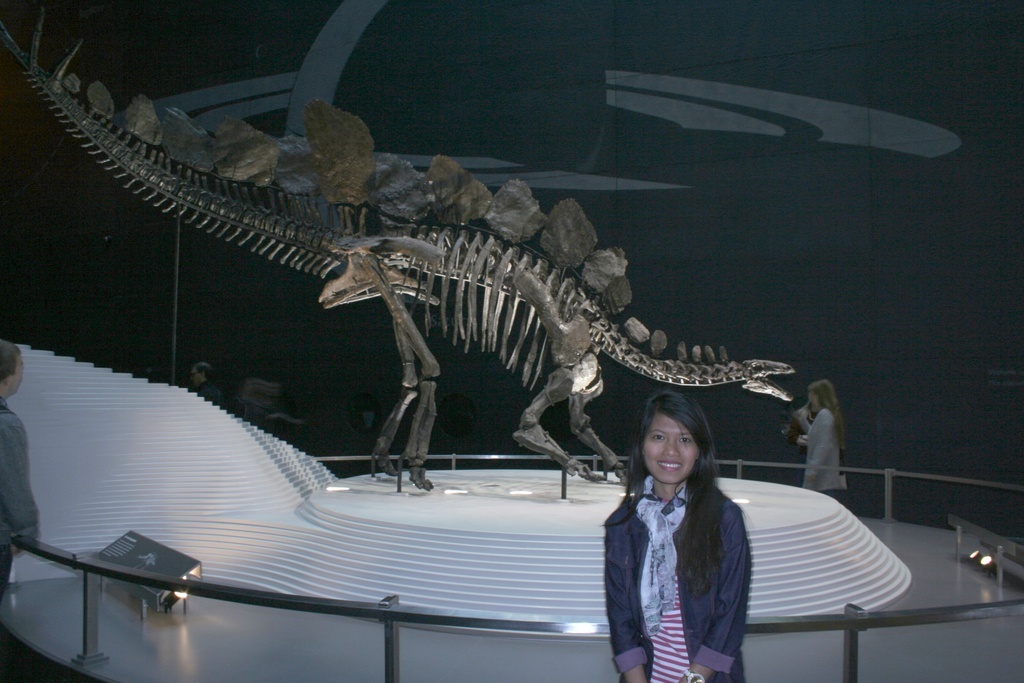 Stegosaurus an armored stegosaurid dinosaur, National History Museum London